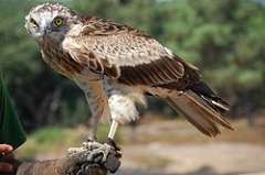 Aguila Culebrera Europea