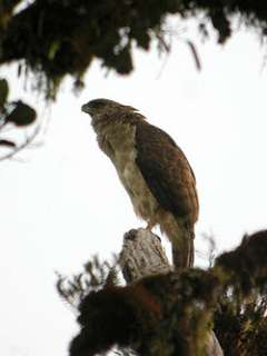 Aguila Harpia de Nueva Guinea