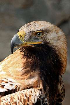 Aguila Imperial Oriental