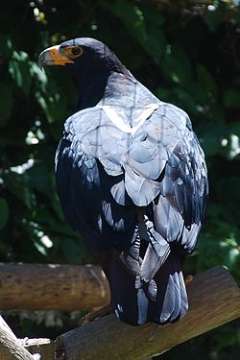 Aguila Negra Africana