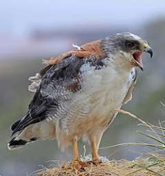 Aguila Parda