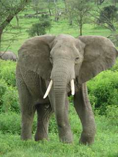 Elefante Africano de Sabana