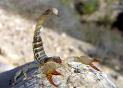 Escorpión Dorado de Israel