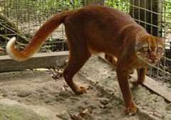 Gato de Borneo