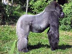 Gorila Occidental de Llanura