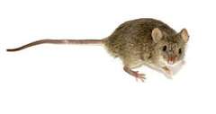 Ratón Domestico