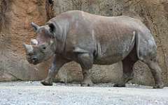Rinoceronte de Labio Ganchudo