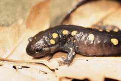 Salamandra moteada