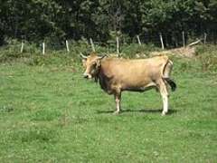Vaca Monchina