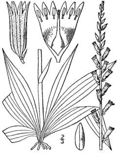 Aletris farinosa