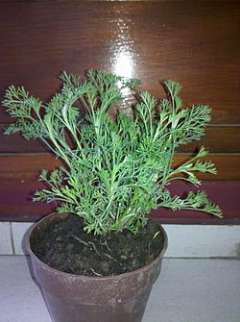 Ambrosia peruviana