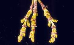 Arceuthobium campylopodum