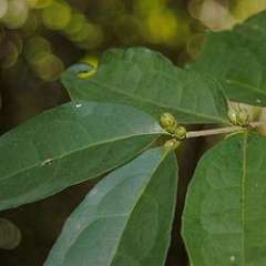Cassipourea guianensis