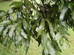 Cinnamomum oliveri
