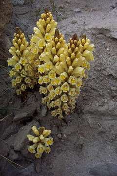 Cistanche phelypaea subsp.<br /><br />lutea