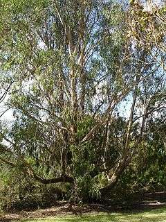 Eucalyptus elata