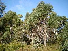 Eucalyptus olida