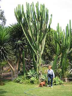 Euphorbia candelabrum