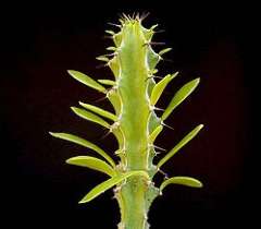 Euphorbia memoralis