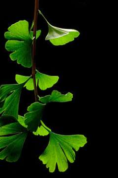 Ginkgo biloba