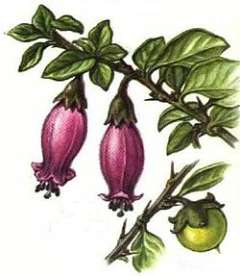 Latua pubiflora