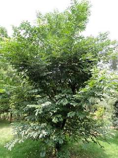 Phellodendron chinense