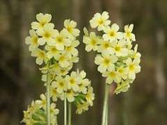 Primula elatior