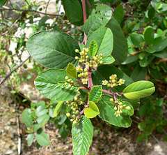 Rhamnus betulaefolia