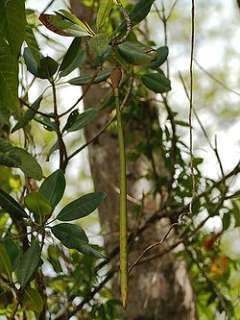 Rhizophora racemosa