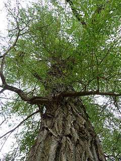Salix alba vitellina