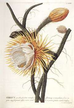 Selenicereus grandiflorus