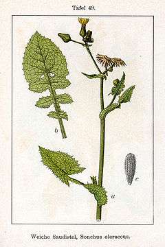 Sonchus oleraceus