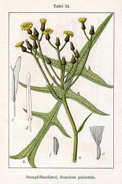 Sonchus palustris
