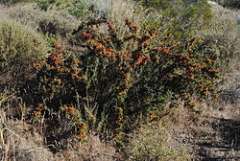 Condalia microphylla