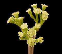 Euphorbia petiolaris