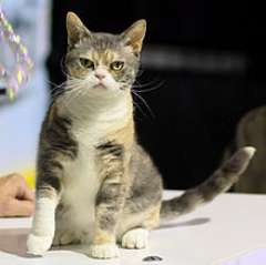 American wirehair